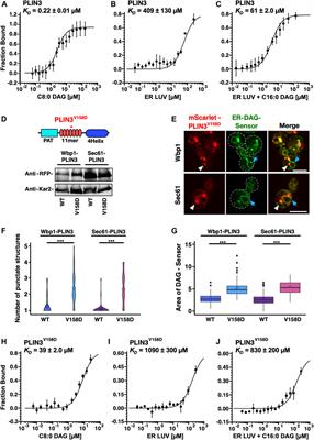 Perilipin 3 promotes the formation of membrane domains enriched in diacylglycerol and lipid droplet biogenesis proteins